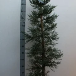 Mammoetboom (Sequoiadendron Giganteum) -Tuin Stek Verkoop sequoiadendrn gl glaucum125 150 cm co. 18l kopie
