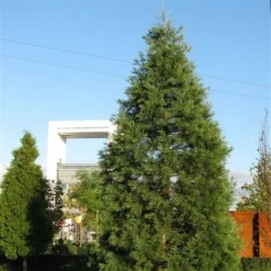 Kustmammoetboom (Sequoia Sempervirens) -Tuin Stek Verkoop sequoiadendron giganteum