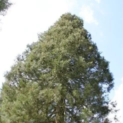 Mammoetboom (Sequoiadendron Giganteum) -Tuin Stek Verkoop sequoiadendron giganteum 1