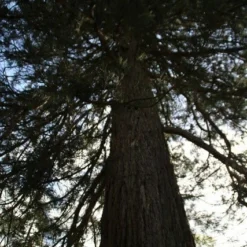 Mammoetboom (Sequoiadendron Giganteum) -Tuin Stek Verkoop sequoiadendron giganteum 2