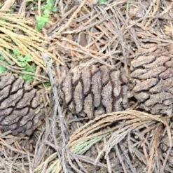Mammoetboom (Sequoiadendron Giganteum) -Tuin Stek Verkoop sequoiadendron giganteum 3