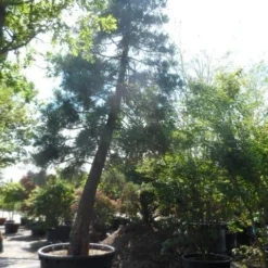 Mammoetboom (Sequoiadendron Giganteum) -Tuin Stek Verkoop sequoiadendron giganteum oude stam c1000