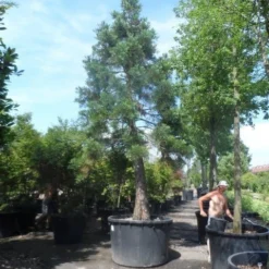 Mammoetboom (Sequoiadendron Giganteum) -Tuin Stek Verkoop sequoiadendron giganteum oude stam c1000 2