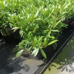 Skimmia (Skimmia Confusa 'Kew Green') -Tuin Stek Verkoop skimmia confusa kew green 40 50 60 c7 10