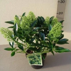 Skimmia (Skimmia Confusa 'Kew Green') -Tuin Stek Verkoop skimmia confusa kew green p17 2