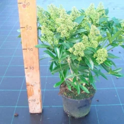 Skimmia (Skimmia Confusa 'Kew Green') -Tuin Stek Verkoop skimmia kew green c3