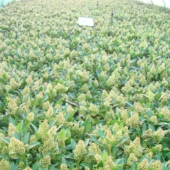 Skimmia (Skimmia Confusa 'Kew Green') -Tuin Stek Verkoop skimmia kew green c3 2