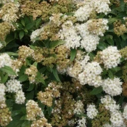Spierstruik (Spiraea Japonica 'Albiflora') -Tuin Stek Verkoop spiraea japonica albiflora 1