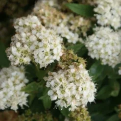 Spierstruik (Spiraea Japonica 'Albiflora') -Tuin Stek Verkoop spiraea japonica albiflora 2
