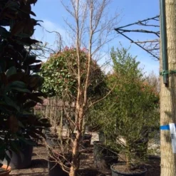 Schijncamelia (Stewartia Pseudocamellia) -Tuin Stek Verkoop stewartia pseudocamellia 350 400