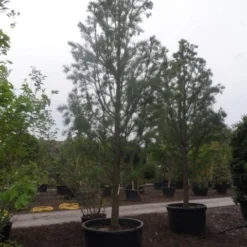 Moerascipres (Taxodium Distichum 'Nutans') -Tuin Stek Verkoop taxodium distichum nutans 400 500 c750