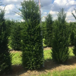 Grote Venijnboom (Taxus Baccata) -Tuin Stek Verkoop taxus 200225 x 50 60 1