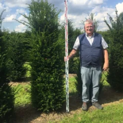 Grote Venijnboom (Taxus Baccata) -Tuin Stek Verkoop taxus 200225 x 5060 1