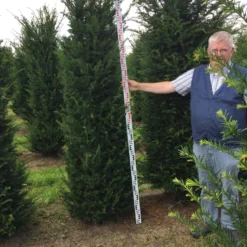 Grote Venijnboom (Taxus Baccata) -Tuin Stek Verkoop taxus baccaata 225250x5060 1