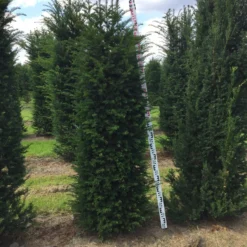 Grote Venijnboom (Taxus Baccata) -Tuin Stek Verkoop taxus baccata 180200 x 5060 1