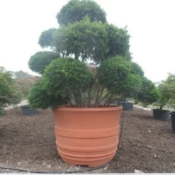 Taxus Als Bonsai (Taxus Baccata) -Tuin Stek Verkoop taxus baccata bonsai 300 400 c1800
