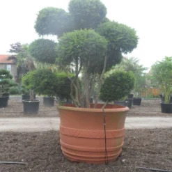 Taxus Als Bonsai (Taxus Baccata) -Tuin Stek Verkoop taxus baccata bonsai 300 400 c1800 2