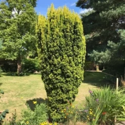 Gele Venijnboom (Taxus Baccata 'David') -Tuin Stek Verkoop taxus baccata david