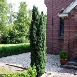 Groene Zuiltaxus (Taxus Baccata 'Fastigiata') -Tuin Stek Verkoop taxus baccata fastigiata 1
