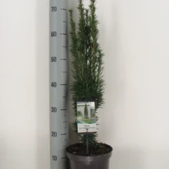 Zuiltaxus (Taxus Baccata 'Fastigiata Robusta') -Tuin Stek Verkoop taxus baccata fastigiata robusta c3 m