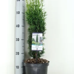 Zuiltaxus (Taxus Baccata 'Fastigiata Robusta') -Tuin Stek Verkoop taxus baccata fastigiata robusta zomer c3 m