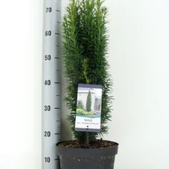 Zuiltaxus (Taxus Baccata 'Fastigiata Robusta') -Tuin Stek Verkoop taxus baccata fastigiata robusta zomer c5 m
