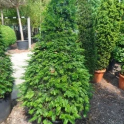 Taxus Als Kegel (Taxus Baccata) -Tuin Stek Verkoop taxus baccata kegel 140 160 c90