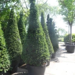 Taxus Als Kegel (Taxus Baccata) -Tuin Stek Verkoop taxus baccata kegel 200 225 250 c285