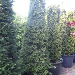 Taxus Als Kegel (Taxus Baccata) -Tuin Stek Verkoop taxus baccata kegel 250 275