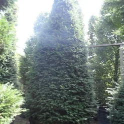 Taxus Als Kegel (Taxus Baccata) -Tuin Stek Verkoop taxus baccata kegel 275 300 350 c1000