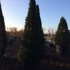 Taxus Als Kegel (Taxus Baccata) -Tuin Stek Verkoop taxus baccata kegel 300 c285 inkoop 475