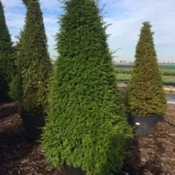 Taxus Als Pyramide (Taxus Baccata) -Tuin Stek Verkoop taxus egyptische piramides 2