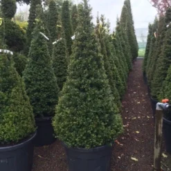 Taxus Als Pyramide (Taxus Baccata) -Tuin Stek Verkoop taxus kegel 150160cm