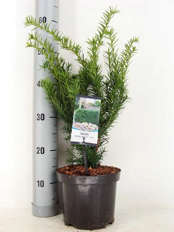 Taxus (Taxus Media 'Densiformis') 1 Taxus (Taxus Media 'Densiformis')