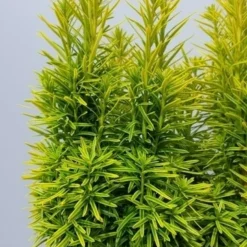 Gele Venijnboom (Taxus Baccata 'David') -Tuin Stek Verkoop taxusdavid02