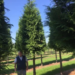Haagconifeer Op Stam (Thuja Plicata 'Excelsa') -Tuin Stek Verkoop thuja 3540