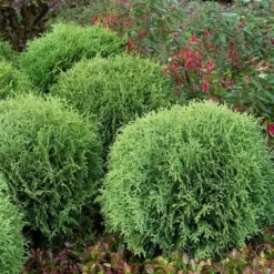 Levensboom (Thuja Occidentalis 'Little Giant') -Tuin Stek Verkoop thuja occidentalis little giant