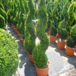 Conifeer Als Spiraal (Thuja Occidentalis 'Smaragd') -Tuin Stek Verkoop thuja occidentalis smaragd spiraal 125 150 c20 1