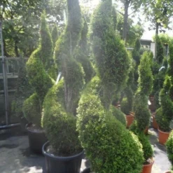 Conifeer Als Spiraal (Thuja Occidentalis 'Smaragd') -Tuin Stek Verkoop thuja occidentalis smaragd spiraal 175 200 c50