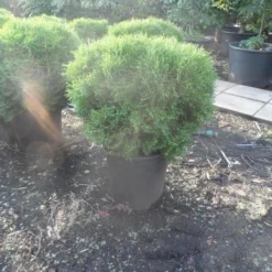 Thuja (Thuja Occidentalis 'Tiny Tim') 8 Thuja (Thuja Occidentalis 'Tiny Tim') -Tuin Stek Verkoop thuja occidentalis tiny tim 50 60 80 c25 1