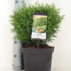 Thuja (Thuja Occidentalis 'Tiny Tim') -Tuin Stek Verkoop thuja occidentalis tiny tim zomer c5 m