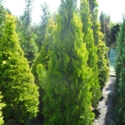 Levensboom (Thuja Orientalis 'Pyramidalis Aurea') -Tuin Stek Verkoop thuja platycladus orientalis pyramidalis aurea 175 200 250