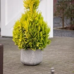 Levensboom (Thuja Plicata '4ever Goldy') -Tuin Stek Verkoop thuja plicata 4ever goldy pbr