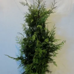 Reuzenlevensboom (Thuja Plicata 'Excelsa') -Tuin Stek Verkoop thujapexcelsa100 125