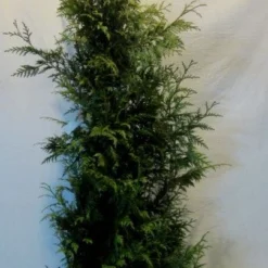 Reuzenlevensboom (Thuja Plicata 'Excelsa') -Tuin Stek Verkoop thujapexcelsa150 175