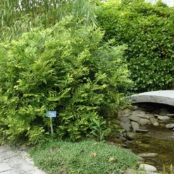Thujopsis (Thujopsis Dolabrata) -Tuin Stek Verkoop thujopsis dolabrata