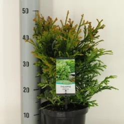 Thujopsis (Thujopsis Dolabrata) -Tuin Stek Verkoop thujopsis dolobrata winter c3 m