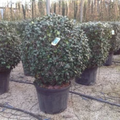 Toscaanse Jasmijn, Bolvorm (Trachelospermum Jasminoides ) -Tuin Stek Verkoop trachelospbolvorm01