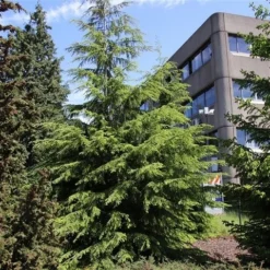 Westelijke Hemlockspar (Tsuga Heterophylla) -Tuin Stek Verkoop tsuga heterophylla