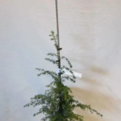 Westelijke Hemlockspar (Tsuga Heterophylla) -Tuin Stek Verkoop tsugaheterophylla060